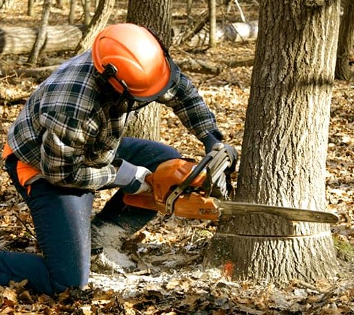 Tree Removal in Erie, MI